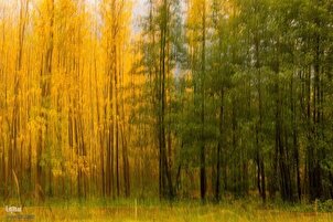 Alam Musim Gugur Hutan Dalkhani