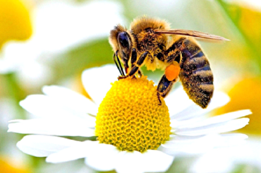 Сура «Пчелы» - разъяснение бесчисленных божественных благ