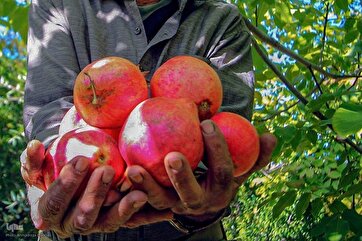 Сбор граната в «Касрдаште» Шираза