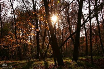 Симфония осенних красок в Саадабаде в Тегеране